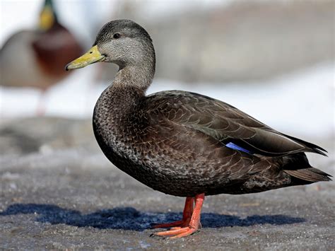 black dicj|black duck male.